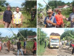 Jalan Rusak Tak Kunjung Diperbaiki, Masyarakat Panaragan Tubaba Lakukan Aksi Tanam Pohon Pisang, Sawit dan Tebu