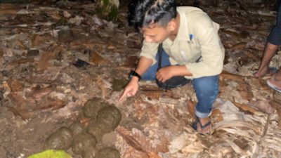 Kelompok Gajah Liar Bunga Kembali Merusak Tanam Tumbuh Warga di Pekon Sukamarga Kecamatan Suoh Lampung Barat