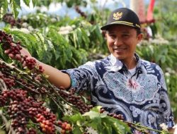 Parosil: Harga kopi Mencapai 57 Ribu Lebih, Petani Harap Waspada Pencurian di Kebun