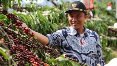 Parosil: Harga kopi Mencapai 57 Ribu Lebih, Petani Harap Waspada Pencurian di Kebun