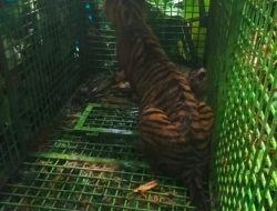 Harimau di Suoh Tertangkap, Parosil: Bisa Beri Ketenangan, Namun Tetap Jaga Kewaspadaan