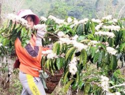 Bunga Kopi Yang Memutih Harapan Petani Musim Kopi 2025 Lebih Baik dan Harga Tetap Stabil