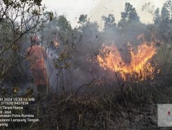 350 Hektar Lahan Hingga Satwa di TN Way Kambas Terbakar