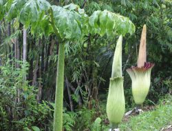 Bunga Bangkai Raksasa Jenis Amorphophallus Titanum Tumbuh Subur di Area KRL