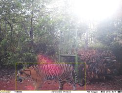 Harimau Tertangkap Kamera, Polres Pesisir Barat Imbau Warga Tingkatkan Kewaspadaan