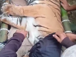 Harimau ‘Si Raja Hutan’ Takluk : Warga Suoh Kini Bisa Beraktivitas dengan Tenang
