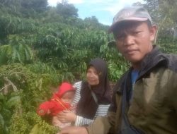 Tiga Bulan Jelang Musim Panen Raya, Petani Kopi Lambar Sumringah Tembus 70 Hingga 76 Ribu