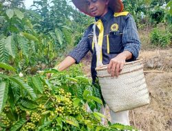 Peran (PERDA)  Peraturan Daerah dan Retribusi Daerah dalam Pengelolaan Hasil Pertanian di OKU Selatan