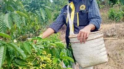 Peran (PERDA)  Peraturan Daerah dan Retribusi Daerah dalam Pengelolaan Hasil Pertanian di OKU Selatan