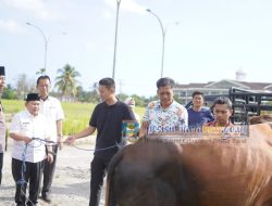 Wabup Irawan Topani Serahkan Lima Ekor Sapi Qurban, Prioritaskan Yatim Piatu dan Kaum Dhuafa