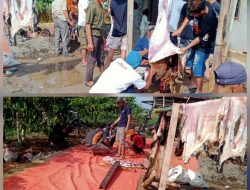 Warga Pekon Mekarsari Laksanakan Kurban: 3 Ekor Sapi dan 10 Kambing Disembelih