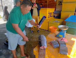 Ikan Blue Marlin Jadi Primadona di Kabupaten Pesisir Barat Lampung