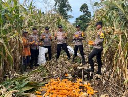 Polsek Bengkunat Panen 6 Ton Jagung, Dukung Program Ketahanan Pangan Polres Pesisir Barat
