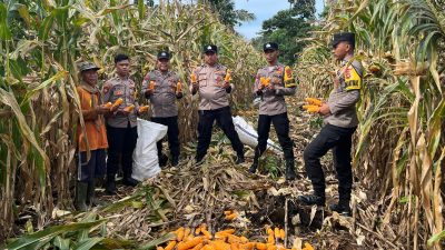 Polsek Bengkunat Panen 6 Ton Jagung, Dukung Program Ketahanan Pangan Polres Pesisir Barat