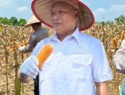 Misyadin Hadiri Panen Raya Jagung: Sinergi Jaga Pangan Nasional di OKU Selatan