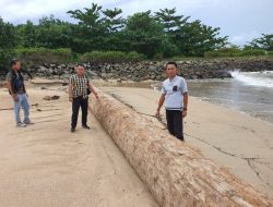Polsek Bangkunat Lakukan Monitoring Temuan Kayu Gelondongan di Bibir Pantai Pelabuhan Kota Jawa