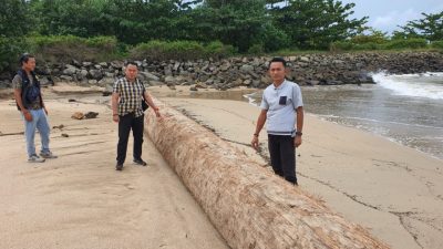 Polsek Bangkunat Lakukan Monitoring Temuan Kayu Gelondongan di Bibir Pantai Pelabuhan Kota Jawa