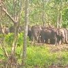 18 Gajah Liar Kepung Permukiman Warga Suoh, Kebun hingga Makam Rusak
