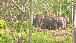 18 Gajah Liar Kepung Permukiman Warga Suoh, Kebun hingga Makam Rusak