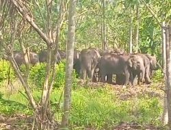 18 Gajah Liar Kepung Permukiman Warga Suoh, Kebun hingga Makam Rusak